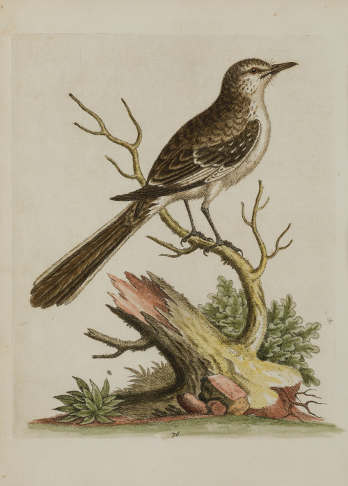 GEORGE EDWARDS, "Aves", Pareja de aguafuertes