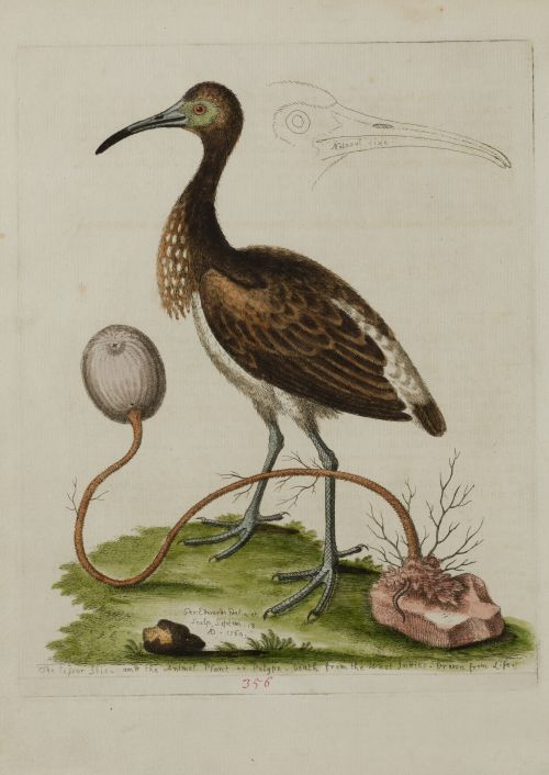 GEORGE EDWARDS, "Aves", Pareja de aguafuertes