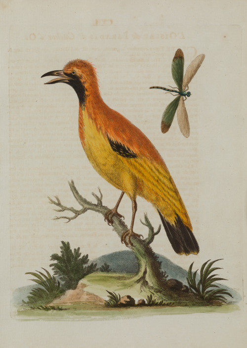 GEORGE EDWARDS, "Aves", Pareja de aguafuertes