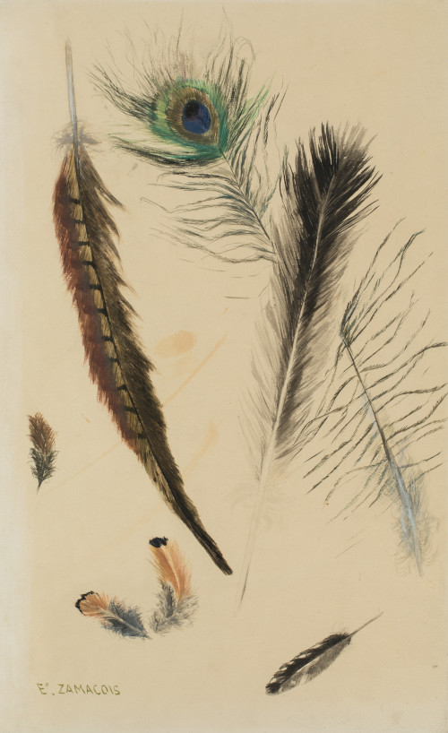 EDUARDO  ZAMACOIS, "Estudio de plumas", Watercolor on paper