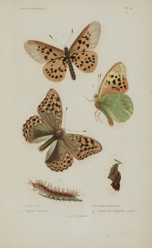 EMILE  BLANCHARD , "Mariposas", Cuatro grabados al acero