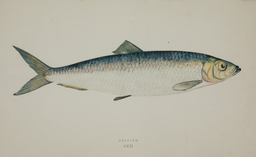 JONATHAN COUCH Polperro, United Kingdom (1789) / Polperro (