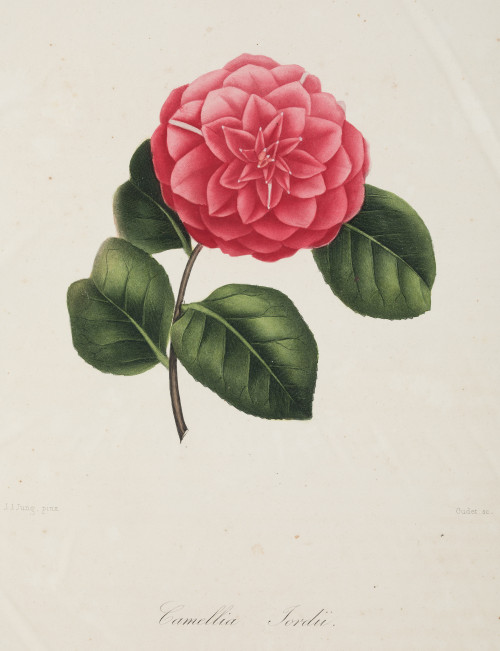LORENZO BERLÈSE, "Variedades de Camellias", 6 grabados al