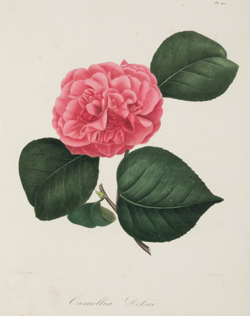 LORENZO BERLÈSE, "Variedades de Camellias", 6 grabados al