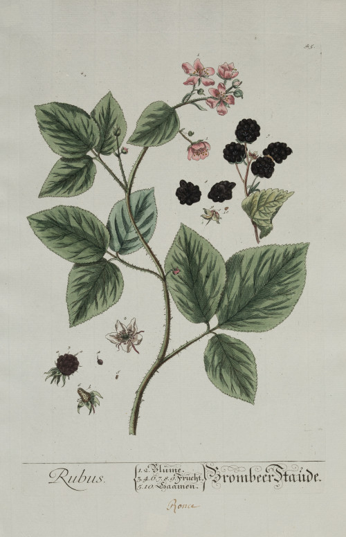 ELIZABETH BLACKWELL, "Plantas medicinales", 2 grabados al