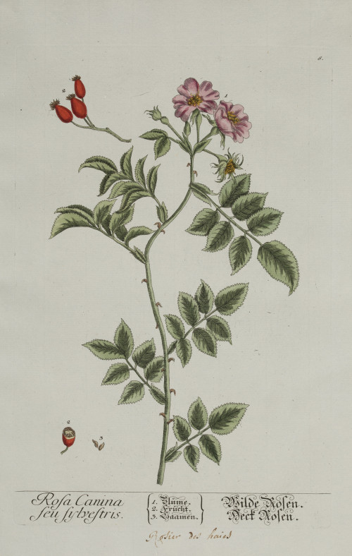 ELIZABETH BLACKWELL, "Plantas medicinales", 2 grabados al c