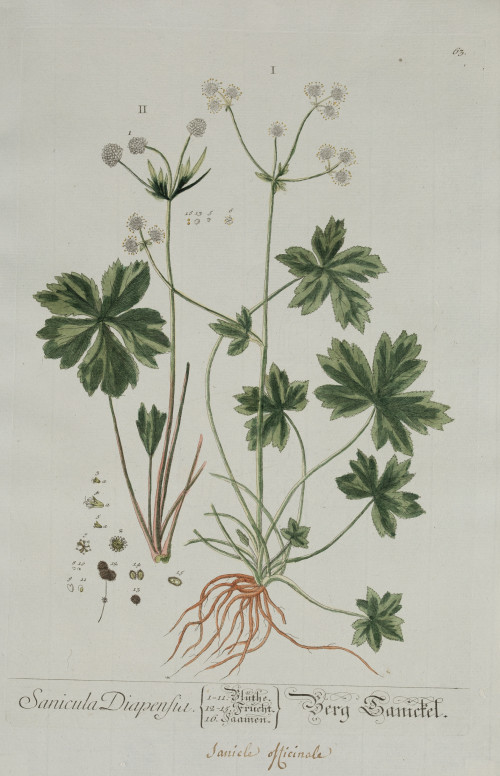 ELIZABETH BLACKWELL, "Plantas medicinales", 2 grabados al c