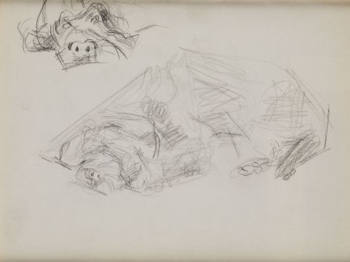 JOAQUÍN PEINADO VALLEJO, "Apunte de animales", Grafito sobr