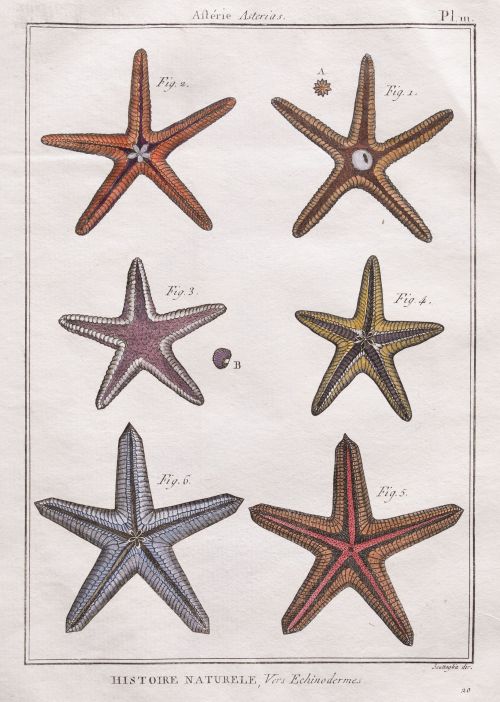 PIETRO SCATTAGLIA, "Asteroideas. Estrellas de mar", Pareja