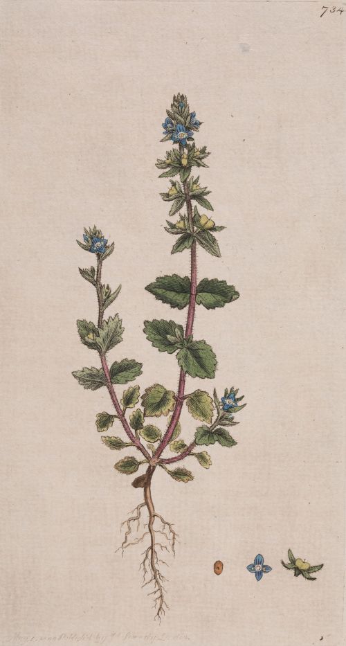 JAMES SOWERBY, "Plantas silvestres", 1793-1800, Tres grabad