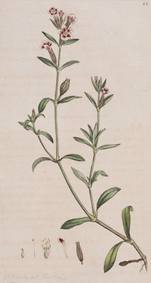JAMES SOWERBY, "Plantas silvestres", 1793-1800, Tres grabad