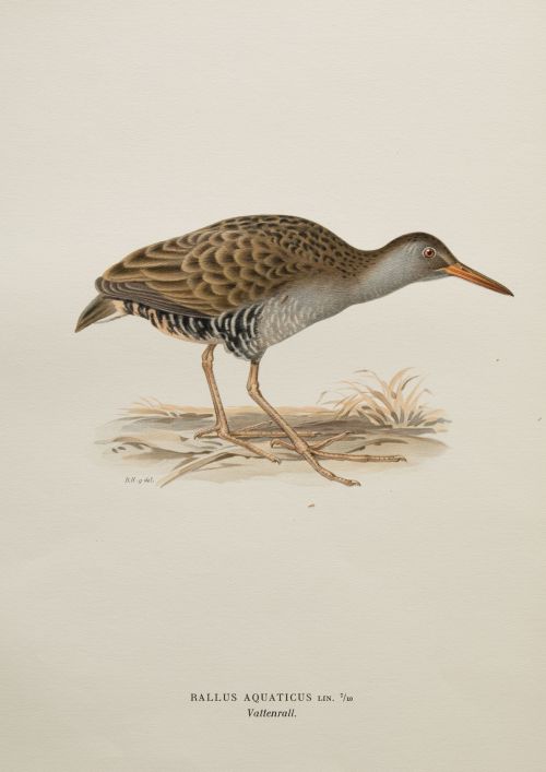 HERMANOS VON WRIGHT, "Rallus Aquaticus" y "Philomachus Pugn