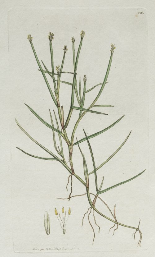 JAMES SOWERBY, JAMES SOWERBY London, United Kingdom (1757)