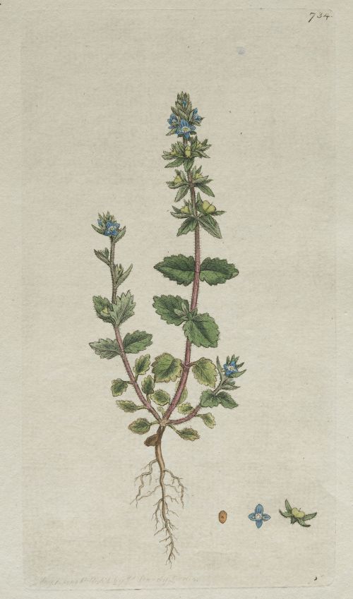 JAMES SOWERBY, JAMES SOWERBY London, United Kingdom (1757)