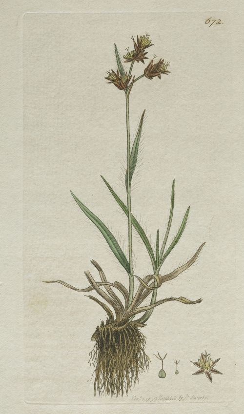 JAMES SOWERBY, JAMES SOWERBY London, United Kingdom (1757)