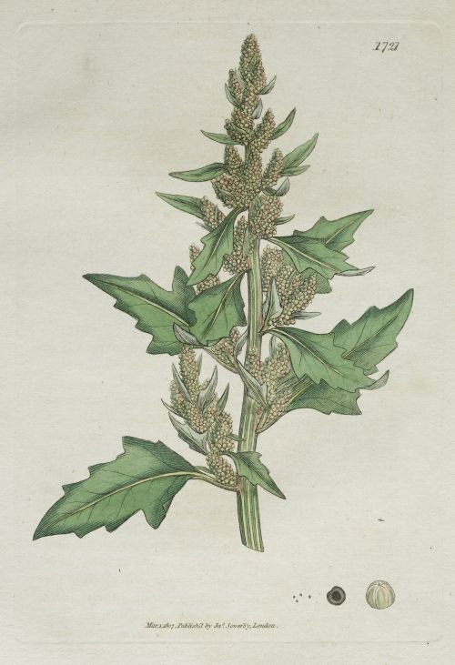 JAMES SOWERBY, JAMES SOWERBY London, United Kingdom (1757)