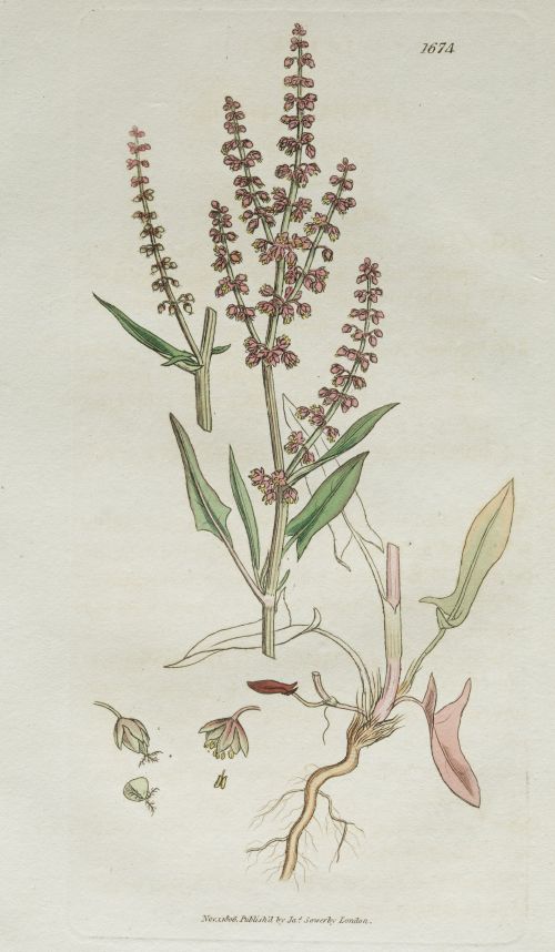 JAMES SOWERBY, JAMES SOWERBY London, United Kingdom (1757)