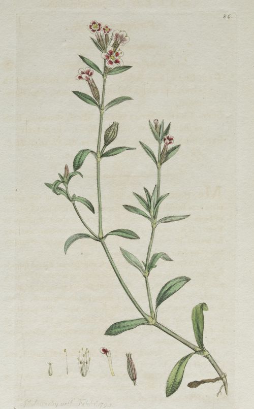 JAMES SOWERBY, JAMES SOWERBY London, United Kingdom (1757)