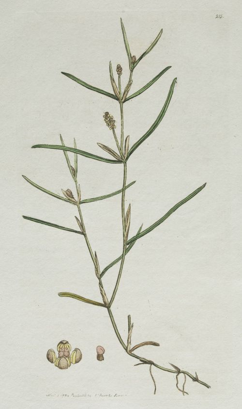 JAMES SOWERBY, JAMES SOWERBY London, United Kingdom (1757)