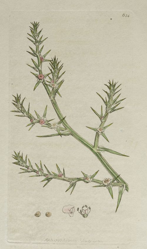 JAMES SOWERBY, JAMES SOWERBY London, United Kingdom (1757)