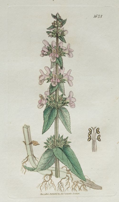 JAMES SOWERBY, JAMES SOWERBY London, United Kingdom (1757)