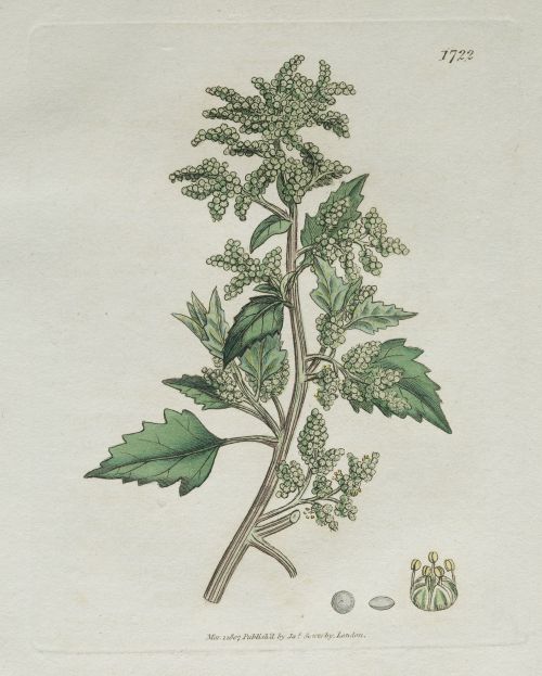 JAMES SOWERBY, JAMES SOWERBY London, United Kingdom (1757)