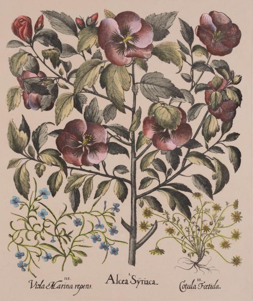 DESPUÉS DE BASILIUS BESLER, "Botánica", Seis estampaciones