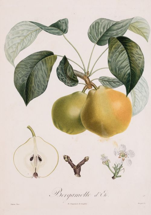 DUHAMEL DU MONCEAU, PIERRE ANTOINE POITEAU(1766 /1854)"