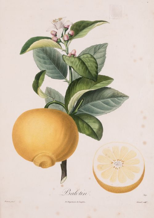DUHAMEL DU MONCEAU, PIERRE ANTOINE POITEAU(1766 /1854)"