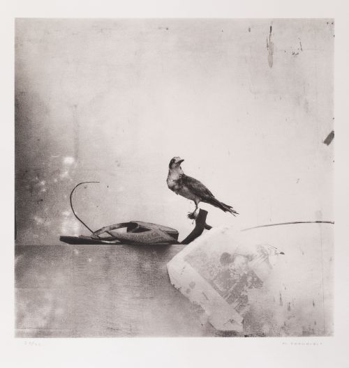 MANUEL FRANQUELO LERIN , "Still life with bird", Fotografía