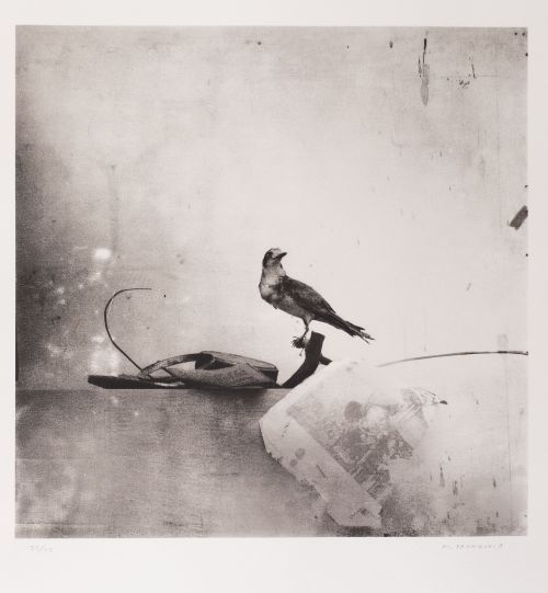 MANUEL FRANQUELO LERIN , "Still life with bird", Fotografía