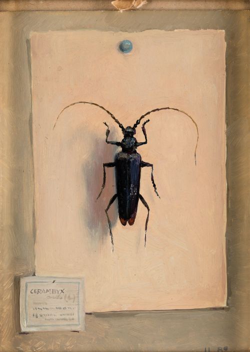 JOSE LUIS BARDASANO RUBIO, "Escarabajo (Cerambyx)", Óleo so