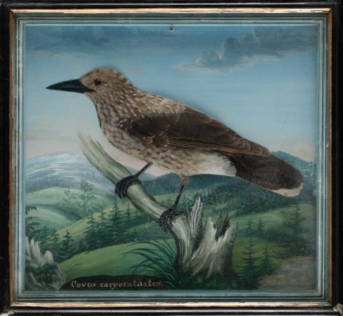 ESCUELA CENTROEUROPEA , "Cascanueces", Gouache y plumas sob