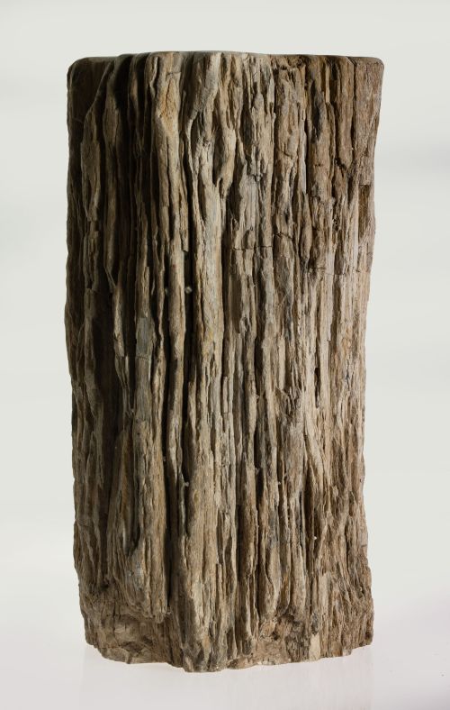 Tronco de árbol fósil