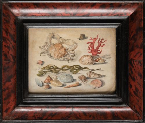 CIRCULO DE JAN VAN KESSEL I, "Centollo, coral, alga marina,