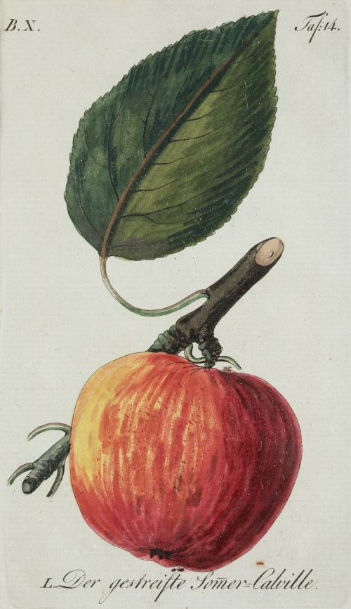 JOHANN VOLKMAR SICKLER , "Frutas", Pareja de grabados al 