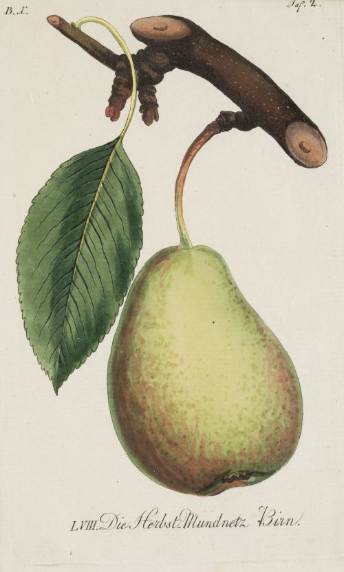 JOHANN VOLKMAR SICKLER, "Frutas", Pareja de grabados al cob