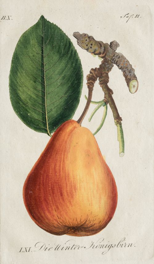 JOHANN VOLKMAR SICKLER, "Frutas", Pareja de grabados al cob