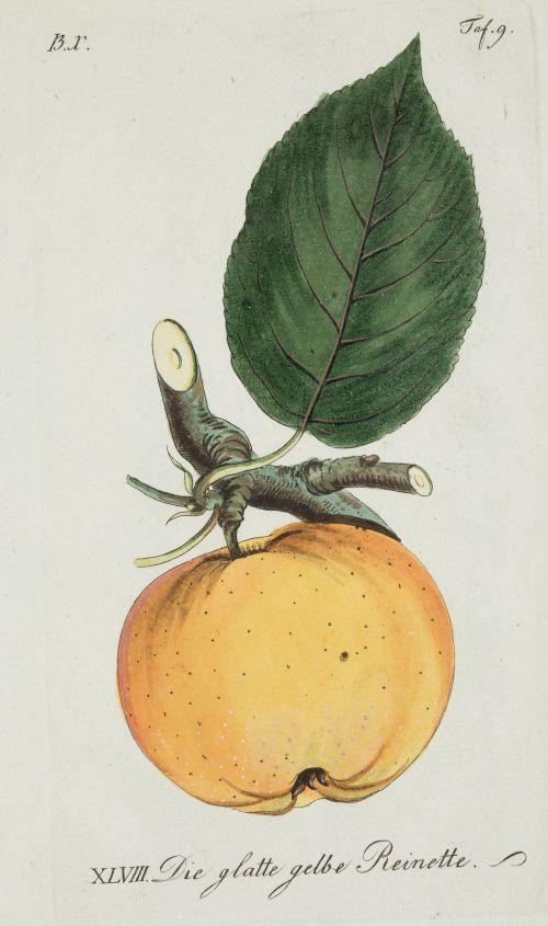 JOHANN VOLKMAR SICKLER , "Frutas", Pareja de grabados al 