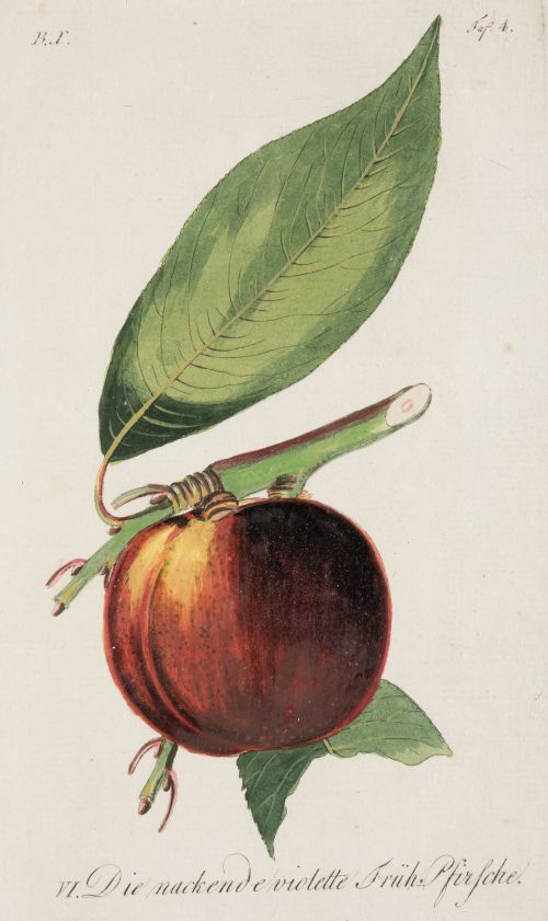 JOHANN VOLKMAR SICKLER , "Frutas", Pareja de grabados al 