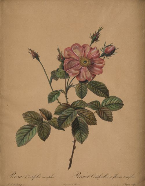 PIERRE-JOSEPH REDOUTE , "Botánica", Pareja de grabados al