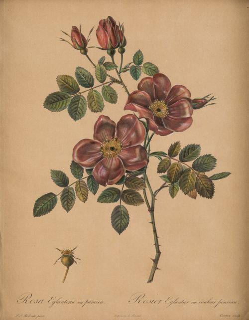 PIERRE-JOSEPH REDOUTE , "Botánica", Pareja de grabados al