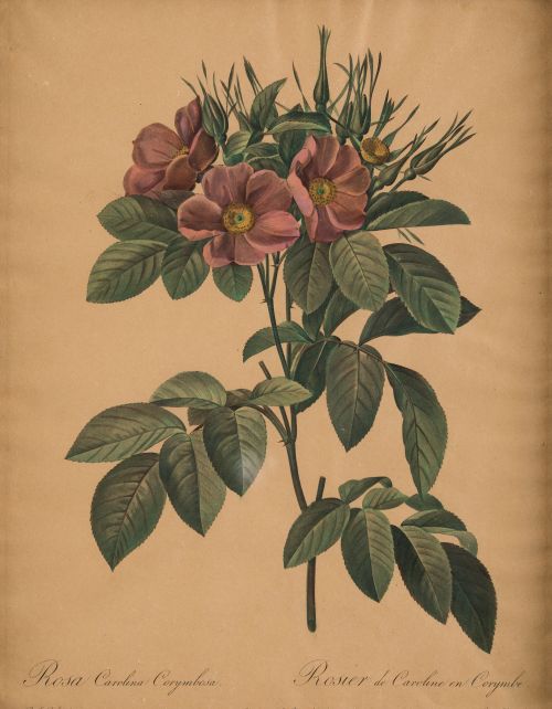 PIERRE-JOSEPH REDOUTE, "Botánica", Pareja de grabados al pu