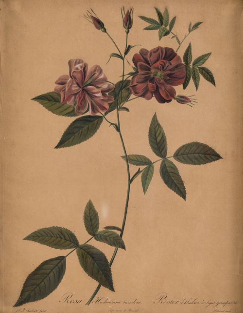 PIERRE-JOSEPH REDOUTE, "Botánica", Pareja de grabados al pu