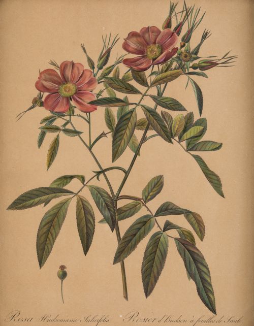 PIERRE-JOSEPH REDOUTE, "Botánica", Pareja de grabados al pu