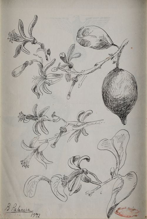 BENJAMÍN PALENCIA, "Ramas de limonero", 1972, Tinta sobre p