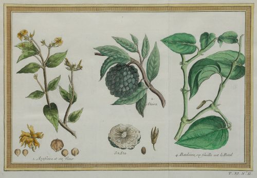 VARIOS AUTORES, "Filipinas: árboles, plantas y frutos de la