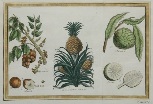 VARIOS AUTORES, "Filipinas: árboles, plantas y frutos de la