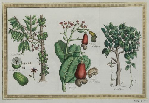 VARIOS AUTORES, "Filipinas: árboles, plantas y frutos de la