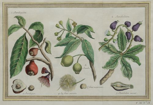 VARIOS AUTORES, "Filipinas: árboles, plantas y frutos de la